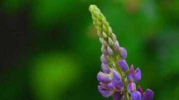 lupins sauvages violets un matin ensoleillé video