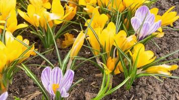 veelkleurig krokussen toenemen in de tuin. timelapse video