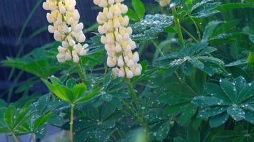 Closeup of fresh vivid green lupine leaves and yellow flowers under rain video
