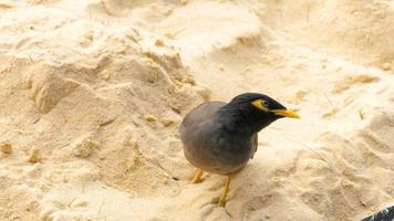myna acridotheres tristis común en la arena de la playa de karon, phuket, tailandia video