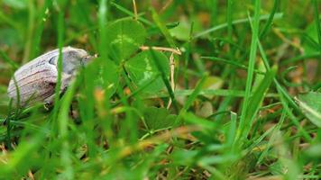 peut bug beetle hanneton, melolontha vulgaris dans l'herbe, gros plan video