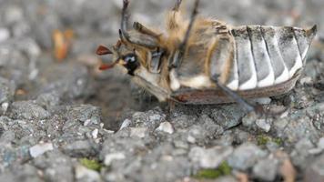 puede bug escarabajo abejorro, melolontha vulgaris yace sobre su espalda y trata de rodar video