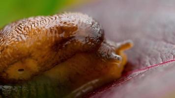 Closeup of brown slug crawling video