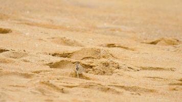 en spökkrabba som gräver sand för att göra ett hål på stranden video