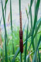 Single Cat Tail in a lush tall green grassy field photo