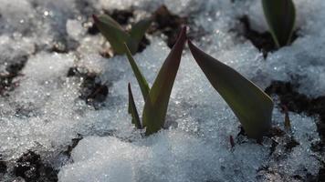 Time Lapse shot of melting snow between sprouts, leaves of Tulips flower