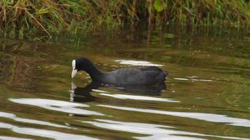 Schwarzes Blässhuhn Fulica atra, das einen Sprung in einen See für Futter macht video