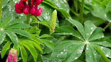 rote Lupinenblüten und Blätter mit Regentropfen, Zeitlupen, Lupinus wölfisch video