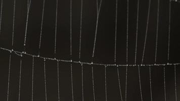 vue en gros plan d'une toile d'araignée recouverte de gouttes d'humidité video