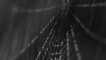 Close up view of spider web coverd with drops of moist. video