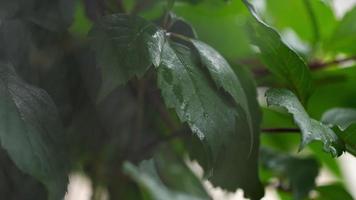 vue rapprochée de la toile d'araignée recouverte de gouttes d'humidité avec des feuilles vertes sur le fond. mise au point du rack. video