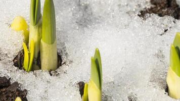 Melting snow in spring and the first plant shoots from the soil. Spring concept video