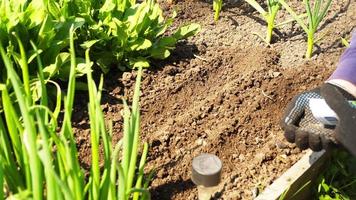 mano de granjero plantando semillas en el suelo. el grano cae lentamente en el suelo video