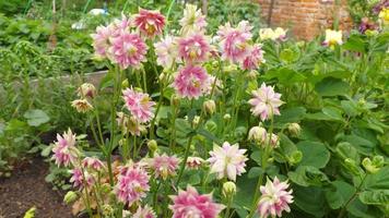 akleja dubbel- rosa i de sommar trädgård. blommor akleja vulgaris eller europeisk akleja video