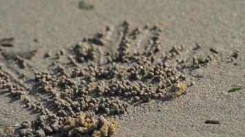 El primer plano del cangrejo fantasma hace bolas de arena mientras come. cangrejo soldado o mictyris son pequeños cangrejos que comen humus y pequeños animales que se encuentran en la playa como alimento video