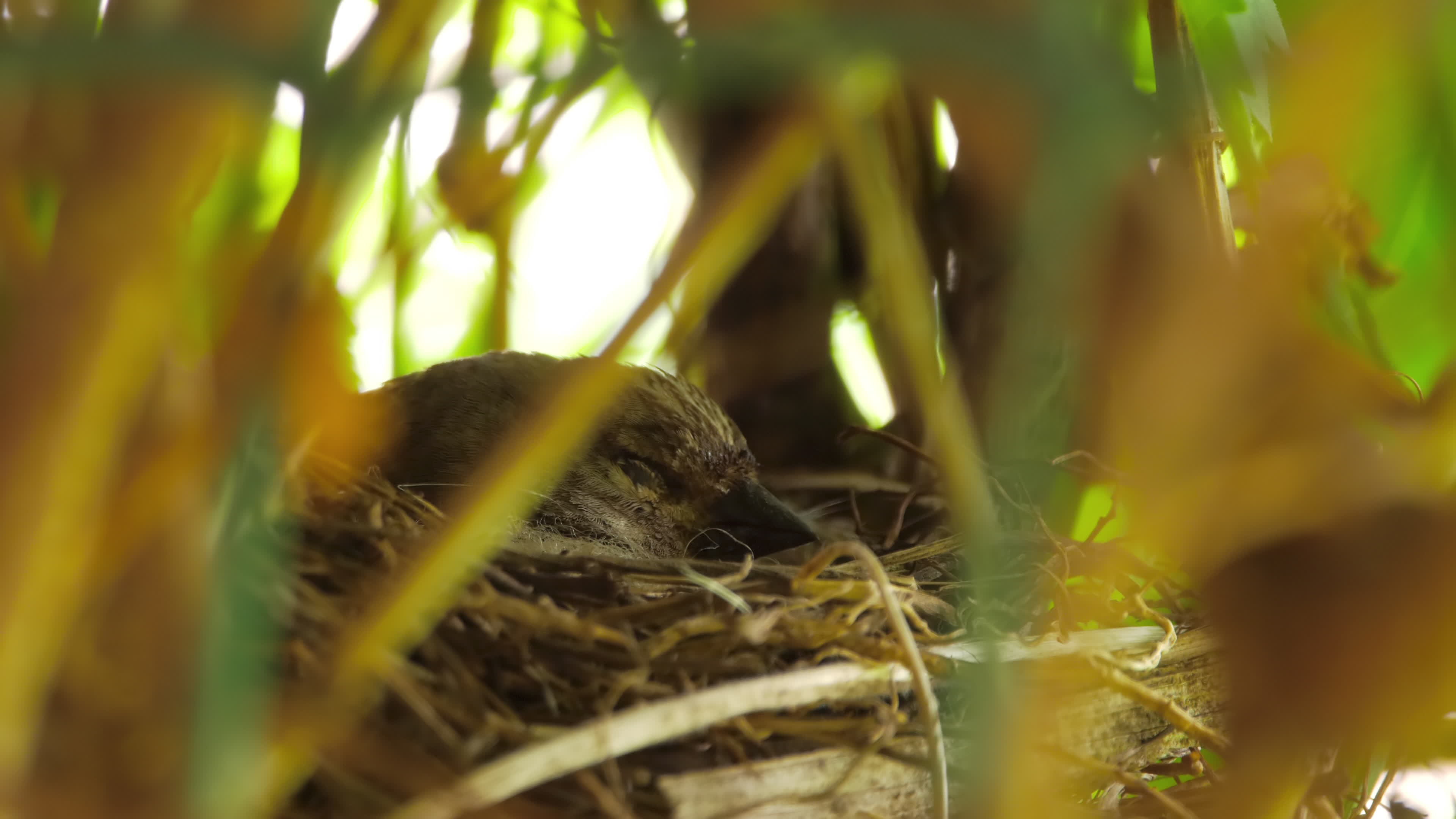 Young nestling bird with small feathers sleeping with head outside tree