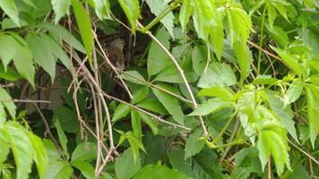 grijs kneu vogel feeds de kuiken in de nest. weinig vogel is jumping Aan een groen struik. kneu, of herpoleren, is een soorten van zangvogels van de vink familie video