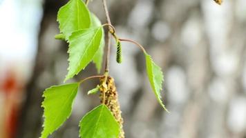 First young green spring leaves on a birch tree in a sunny day video