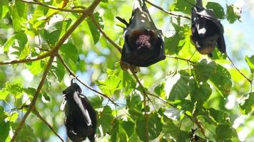 fliegender Fuchs, der am Baum hängt. Flying Fox, der sich von Früchten ernährt, hängt sich an den Ast video