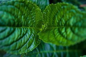 Green lush leaves unfolding from center photo