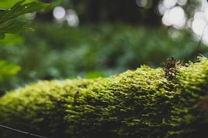 Moss covered log close up with leaves and trees photo