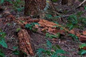 Decomposing forest floor with wood and plants photo