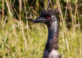 Emu bird close up with red eyes photo