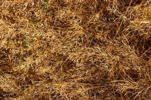 Dry golden brown fallen field grass photo