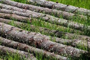 Fallen pine trees laying in a row in the grass photo
