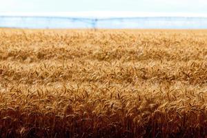 Golden wheat field with irrigation watering system with clouds photo