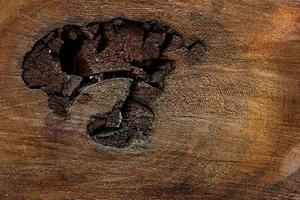 Old distressed tree ring cross section photo