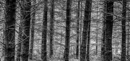 Black and White forest scene with high contrast photo