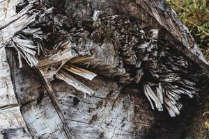 Old weathered cut split wood log cross section photo