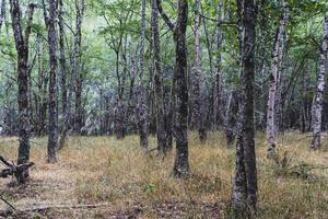 Autumn woodland forest with light showing 7 photo