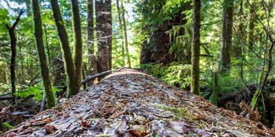 Fallen forest log perspective with trees and plants photo