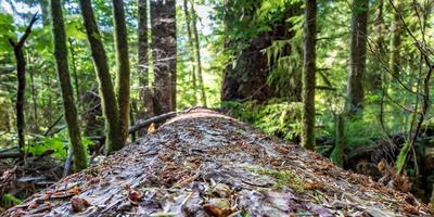 perspectiva de registro de bosque caído con árboles y plantas foto