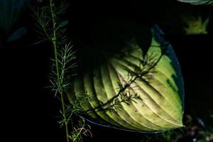 Shadowed green broad leaf with a shadow cast on it's lit center photo