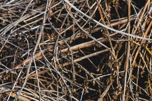 Close up pile of dry wooden twigs photo