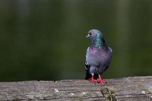 Pigeon standing on a wooden pier rail photo