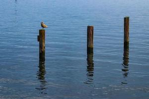 Segull on  a post in a harbor photo