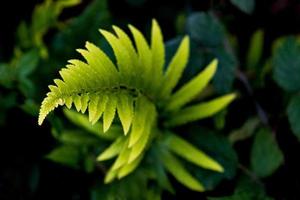 Twisty spiral fern growing photo