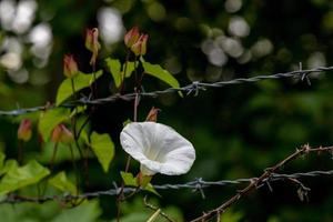 Morning glory growing on a barbed wire fence photo