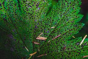 hojas de plantas verdes en descomposición foto