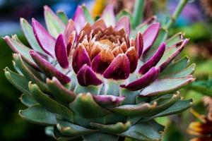 Beautiful colored succulent cacti flower with vivid tones photo