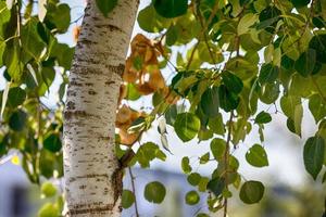 Bent tree trunk with vivid green leaves photo