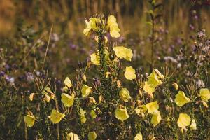 Yellow wildflowers growing in a field photo