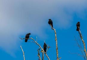 Murder of crows gathering on dead tree branches photo