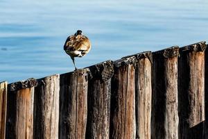 Ganso de Canadá durmiendo sobre una pierna en una fila diagonal de pilones de pilar de muelle foto