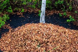 hojas rastrilladas en un montón debajo de un árbol foto