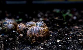 Empty snail shells on dirt in a garden after recent rain photo